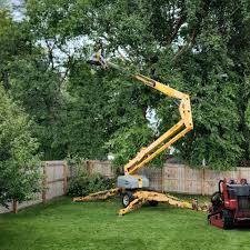 Romney, WV Tree Care Services Company